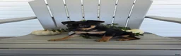 Miniature Pinscher dogs for sale: Dexter - Ad 3