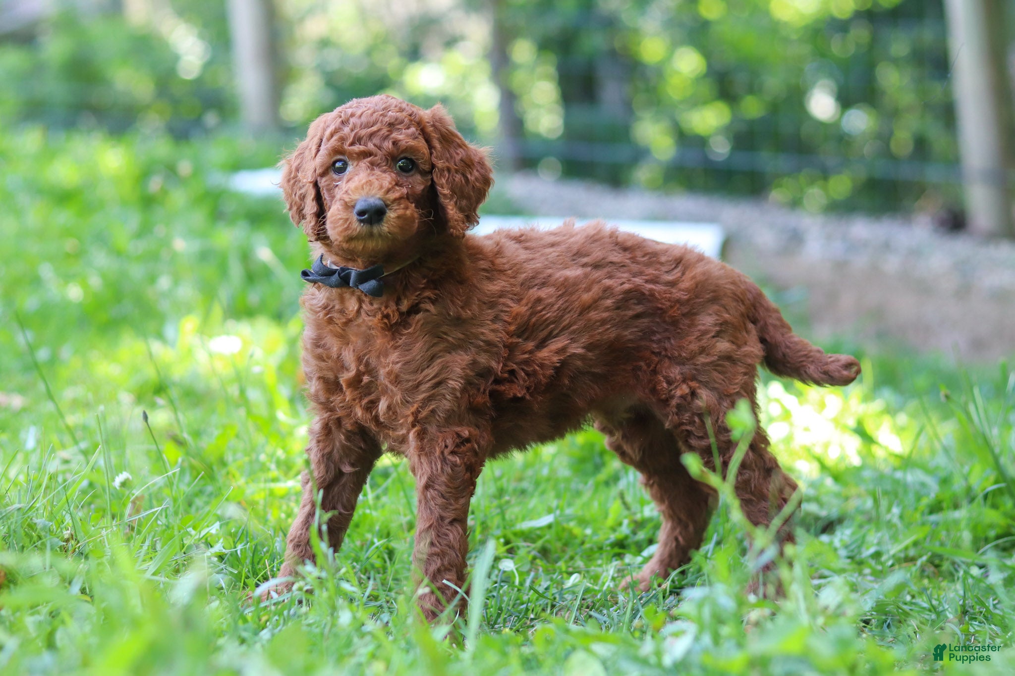 Standard Poodle dogs Kobe AKC - Ad 1