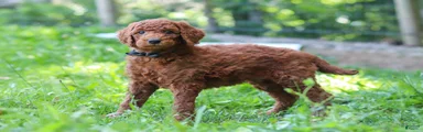 Kobe AKC