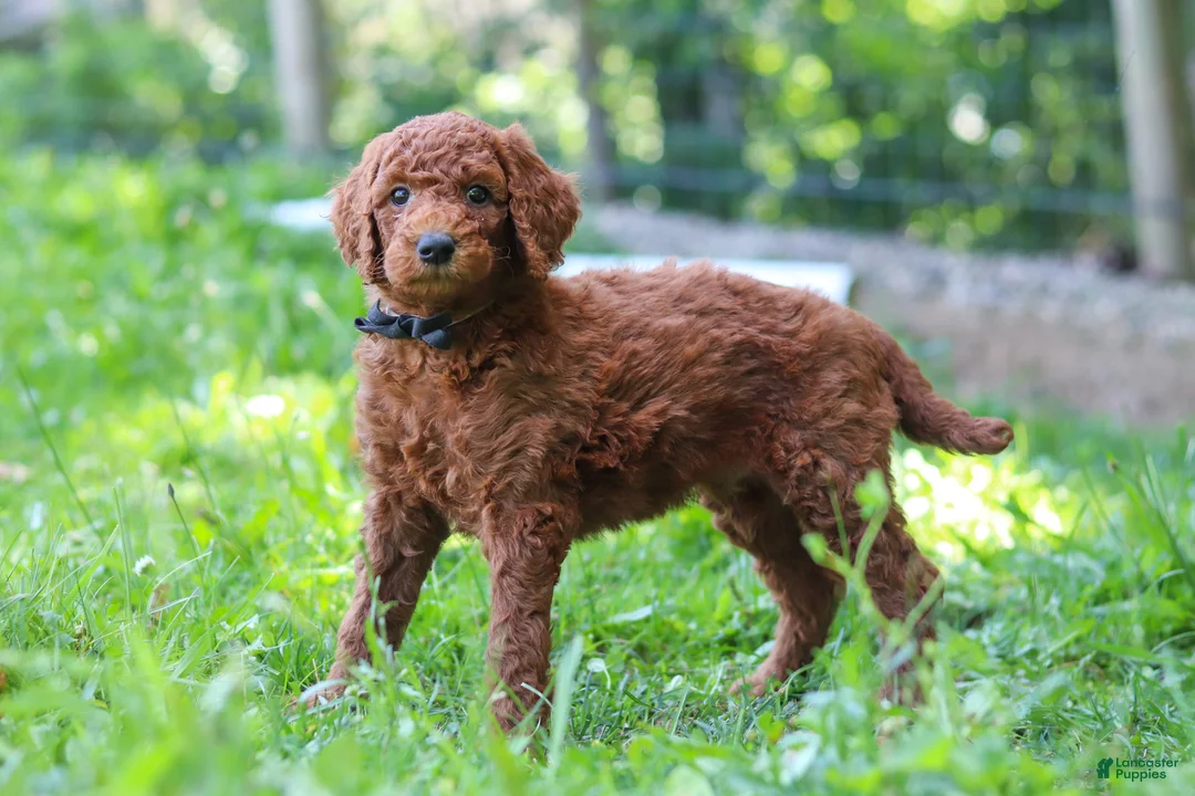 Standard Poodle dogs for sale: Kobe AKC - Ad 1