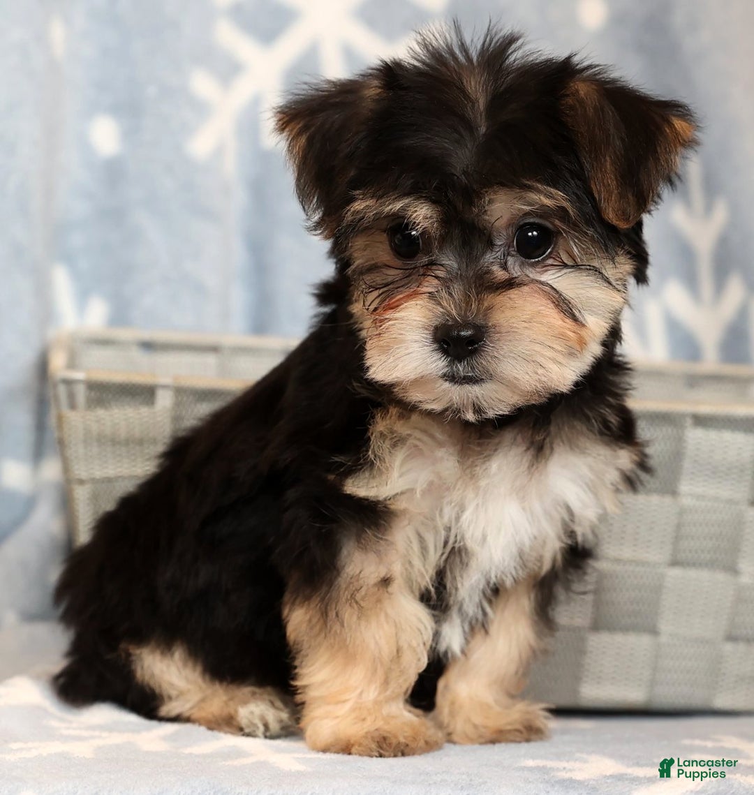 Yochon dogs for sale: Darla - Ad 6