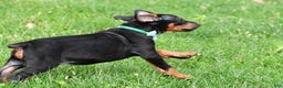 Doberman Pinscher dogs for sale: Rocco - Ad 6