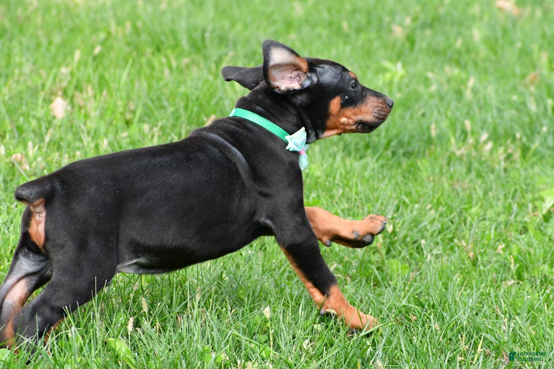 Doberman Pinscher dogs for sale: Rocco - Ad 6