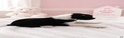 Sheepadoodle dogs for sale: Sheepadoodle 1 - Ad 2