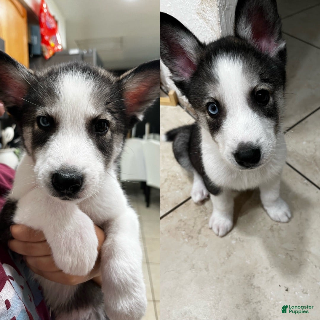 Siberian Husky dogs Siberian Husky 3 - Ad 34