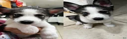 Siberian Husky dogs for sale: Siberian Husky 3 - Ad 1
