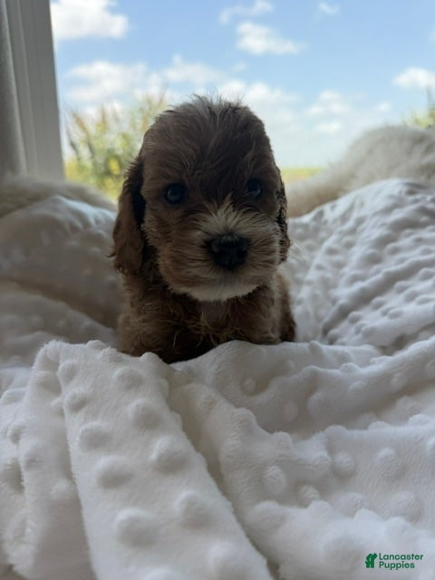 Mini Goldendoodle dogs for sale: Baxter - Ad 2