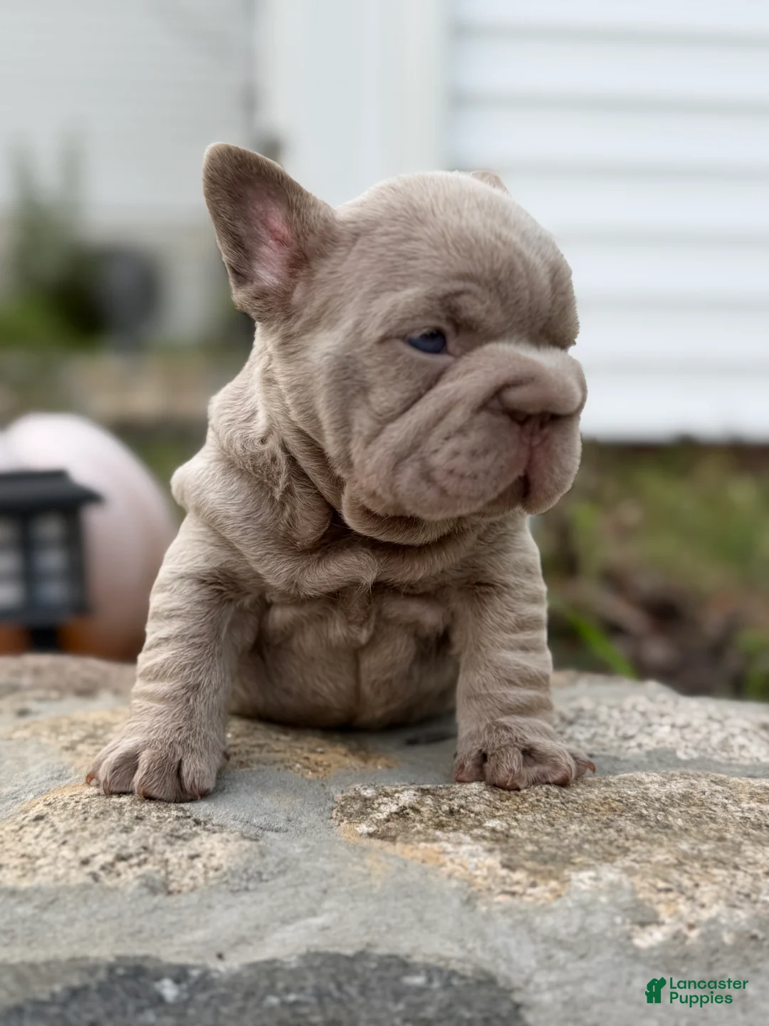 French Bulldog dogs for sale:  Cry Baby - Ad 2