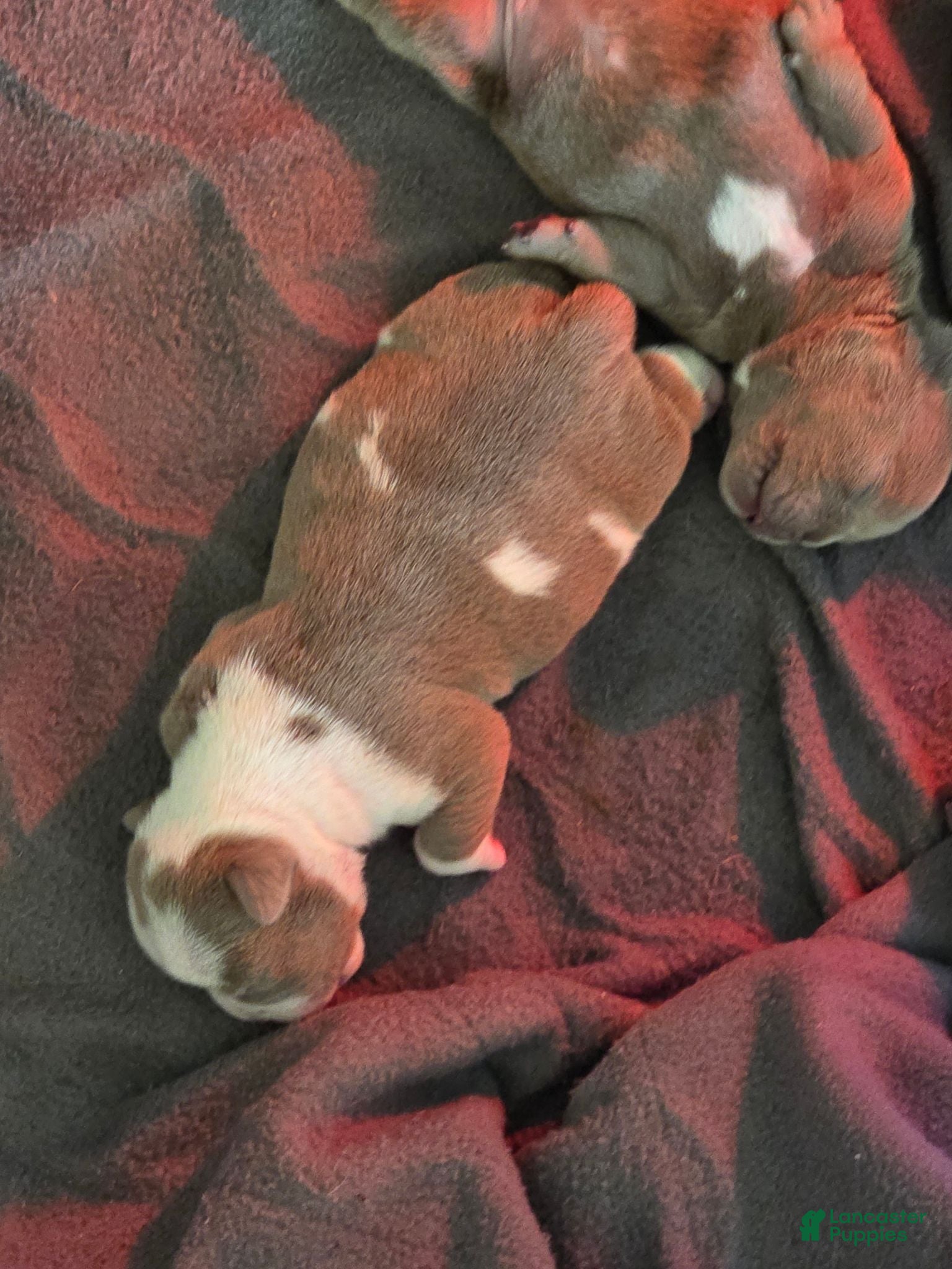 American Bully dogs for sale: Stripes - Ad 4