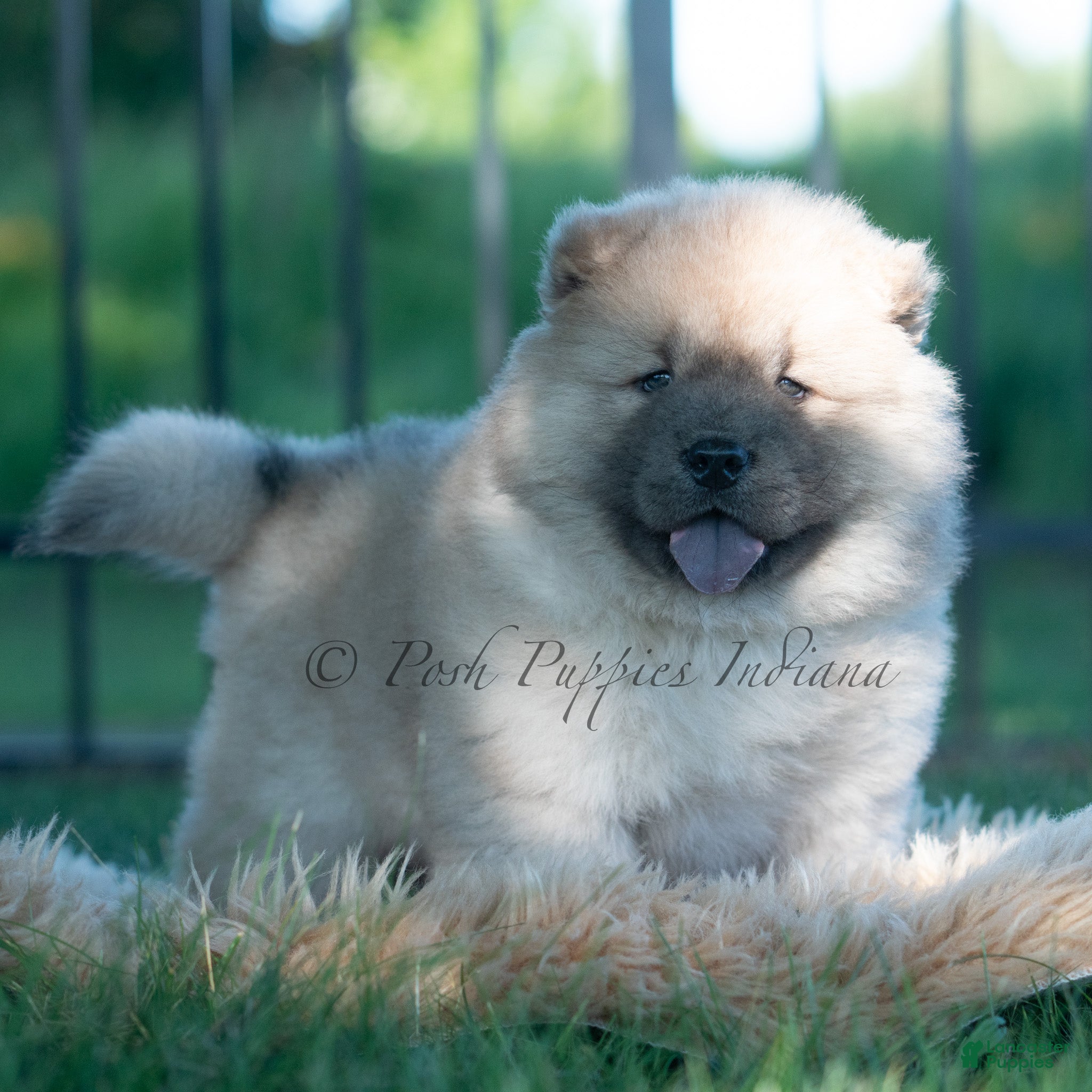 Chow Chow dogs Vision - Ad 18