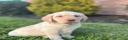 Labrador Retriever dogs for sale: Duke - Ad 2