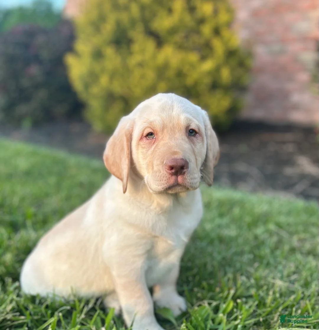 Labrador Retriever dogs for sale: Duke - Ad 2