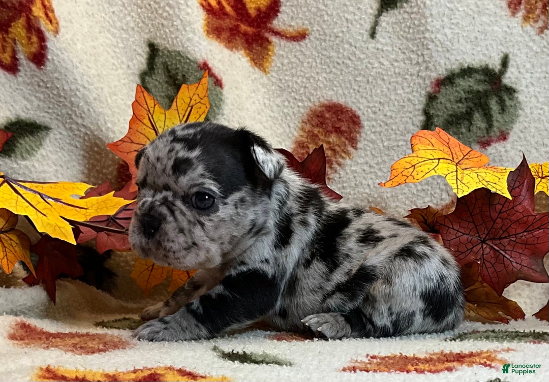 French Bulldog dogs for sale: Shell - Ad 19