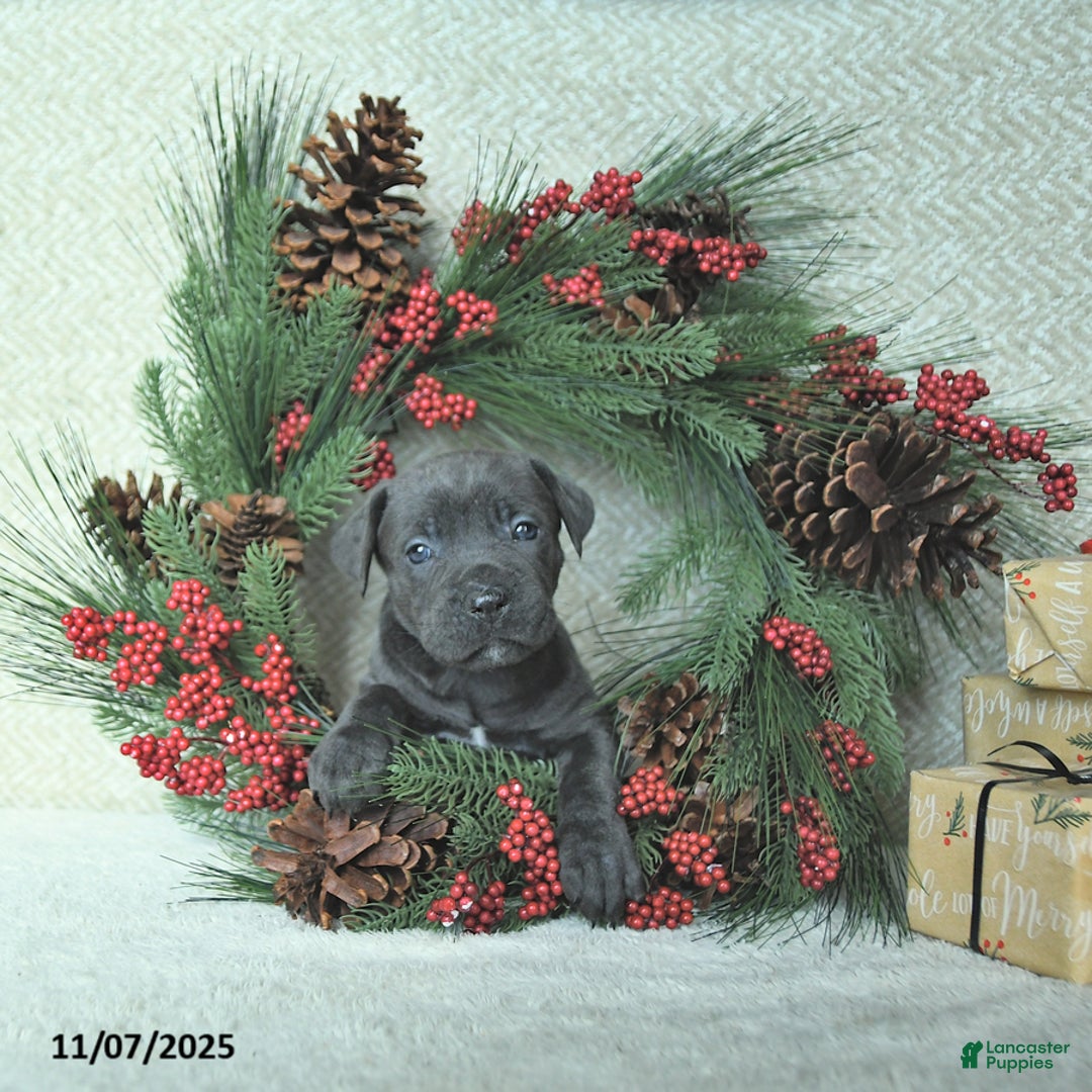Cane Corso dogs for sale: Sage - Ad 11