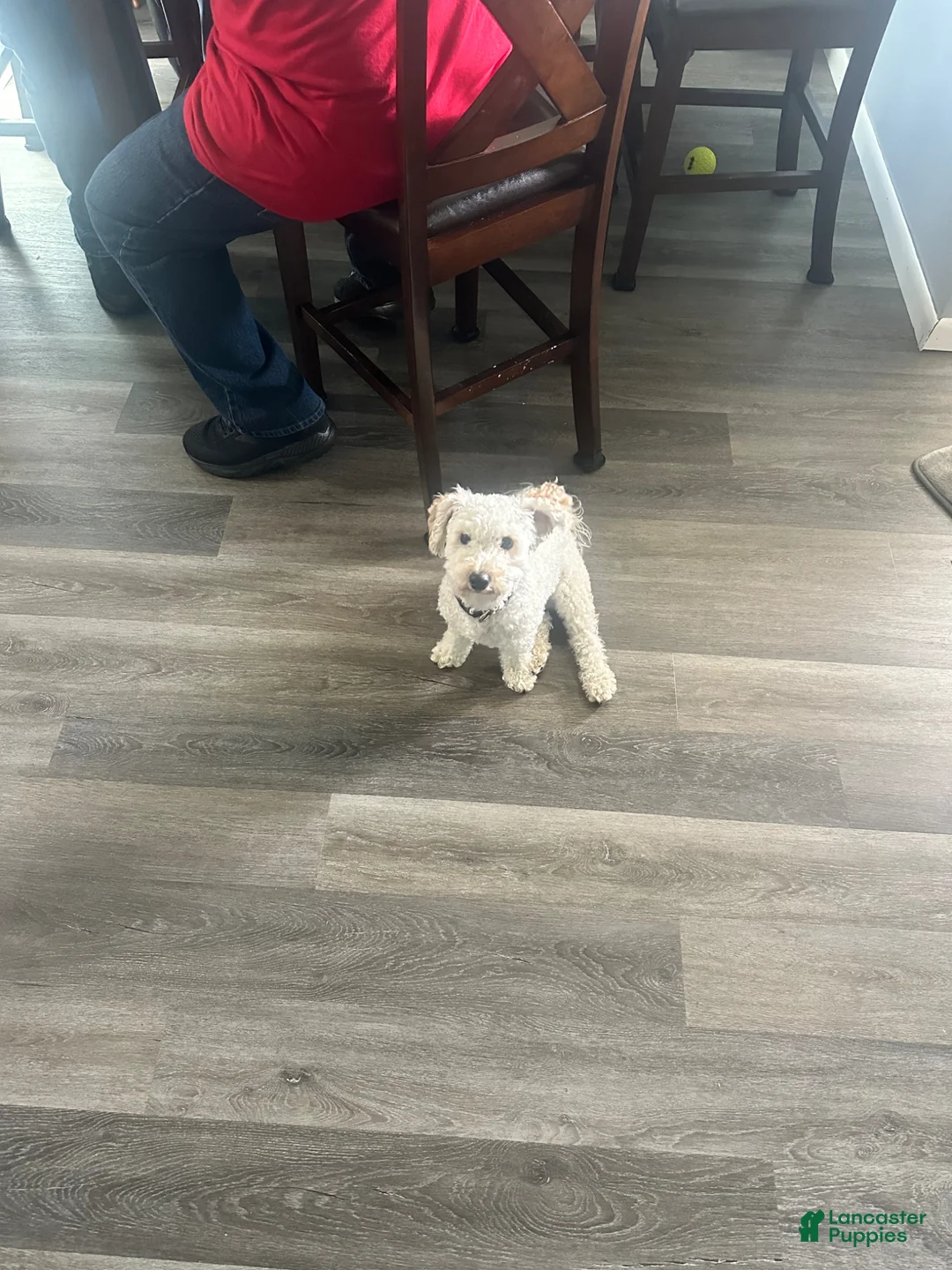 Bichpoo dogs for stud: Princes babies  - Ad 1