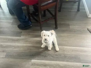 Bichpoo dogs Princes babies - Ad 7