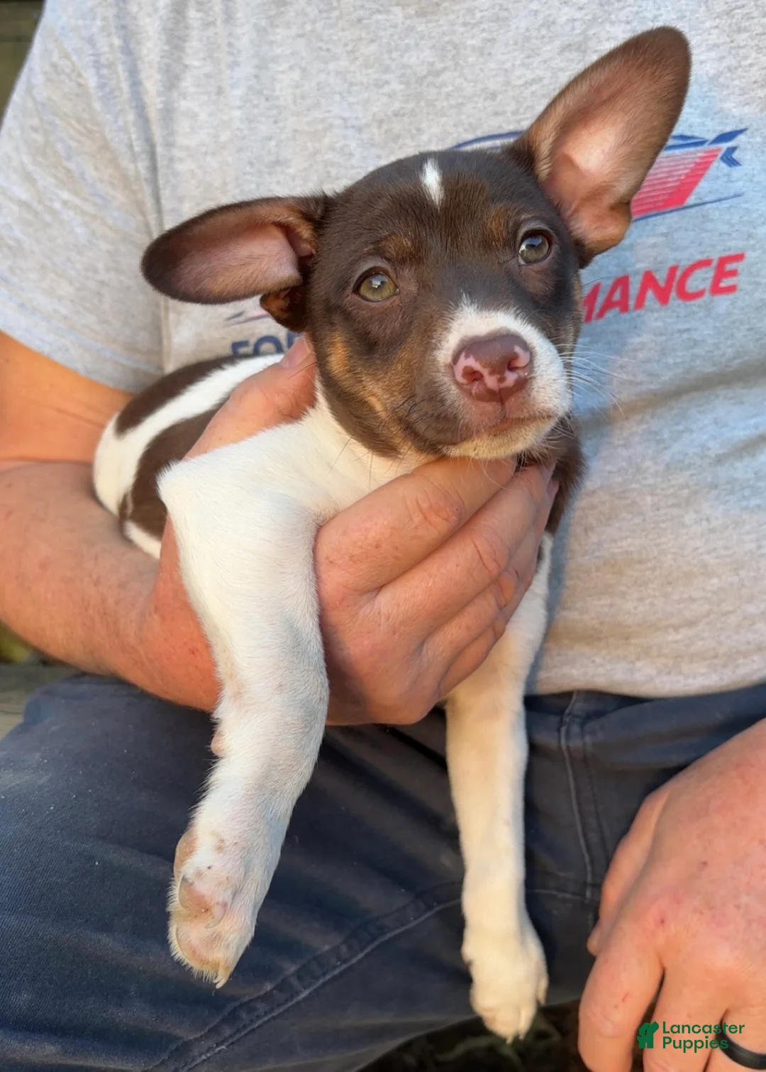 Rat Terrier dogs for sale: Rat Terrier Puppy 2 - Ad 2