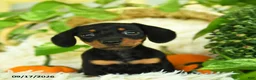 Miniature Dachshund dogs for sale: Sparky - Ad 4
