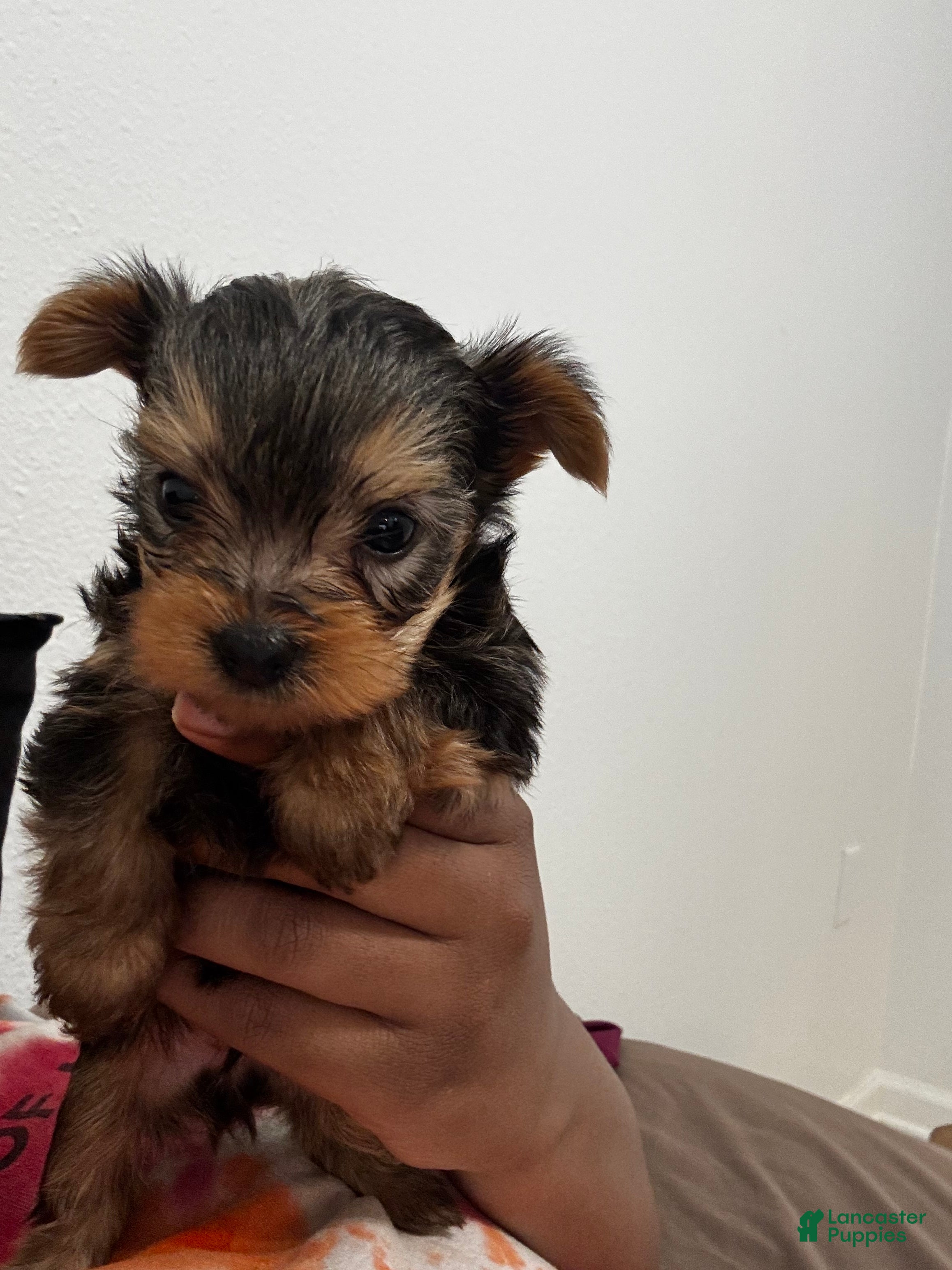 Yorkshire Terrier dogs Yorkshire Terrier Puppy 1 - Ad 4