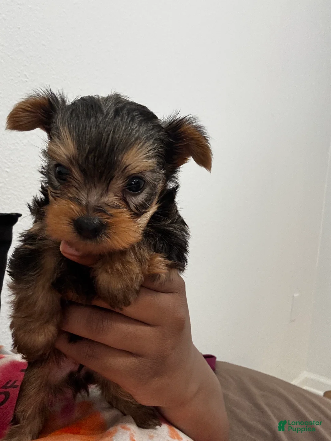 Yorkshire Terrier dogs for sale: Yorkshire Terrier Puppy 1 - Ad 1