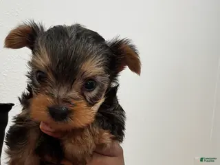 Yorkshire Terrier dogs Yorkshire Terrier Puppy 1 - Ad 4