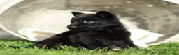 German Shepherd dogs for sale: Fred German Shepherd  - Ad 4