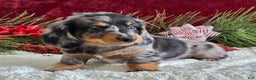Miniature Dachshund dogs for sale: Korey - Ad 2