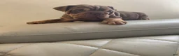 English Bulldog dogs for sale: English Bulldog 1 - Ad 3