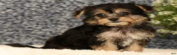 Yochon dogs for sale: Violet - Ad 7