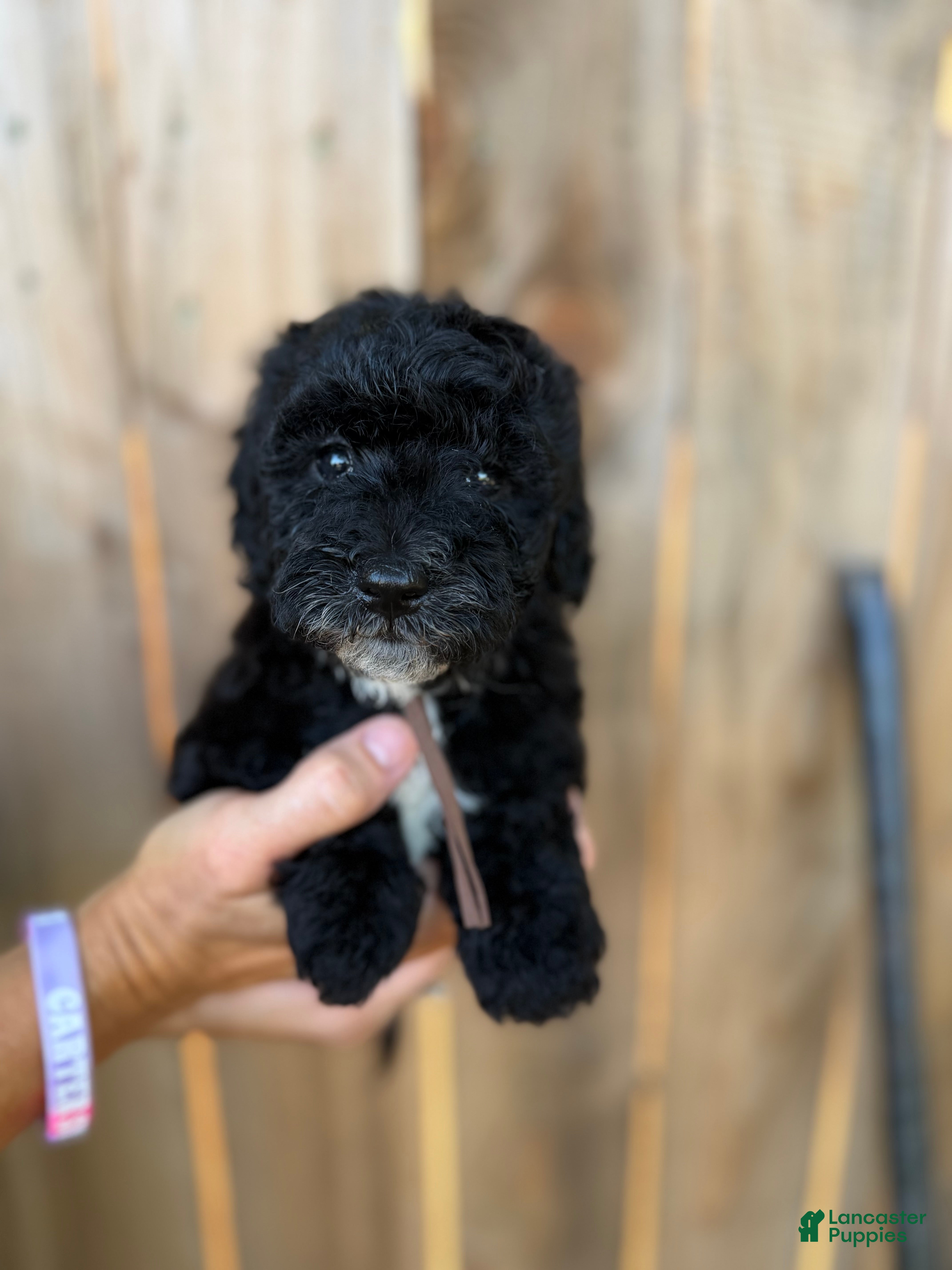 Mixed Breed dogs Mixed Breed 3 - Ad 5