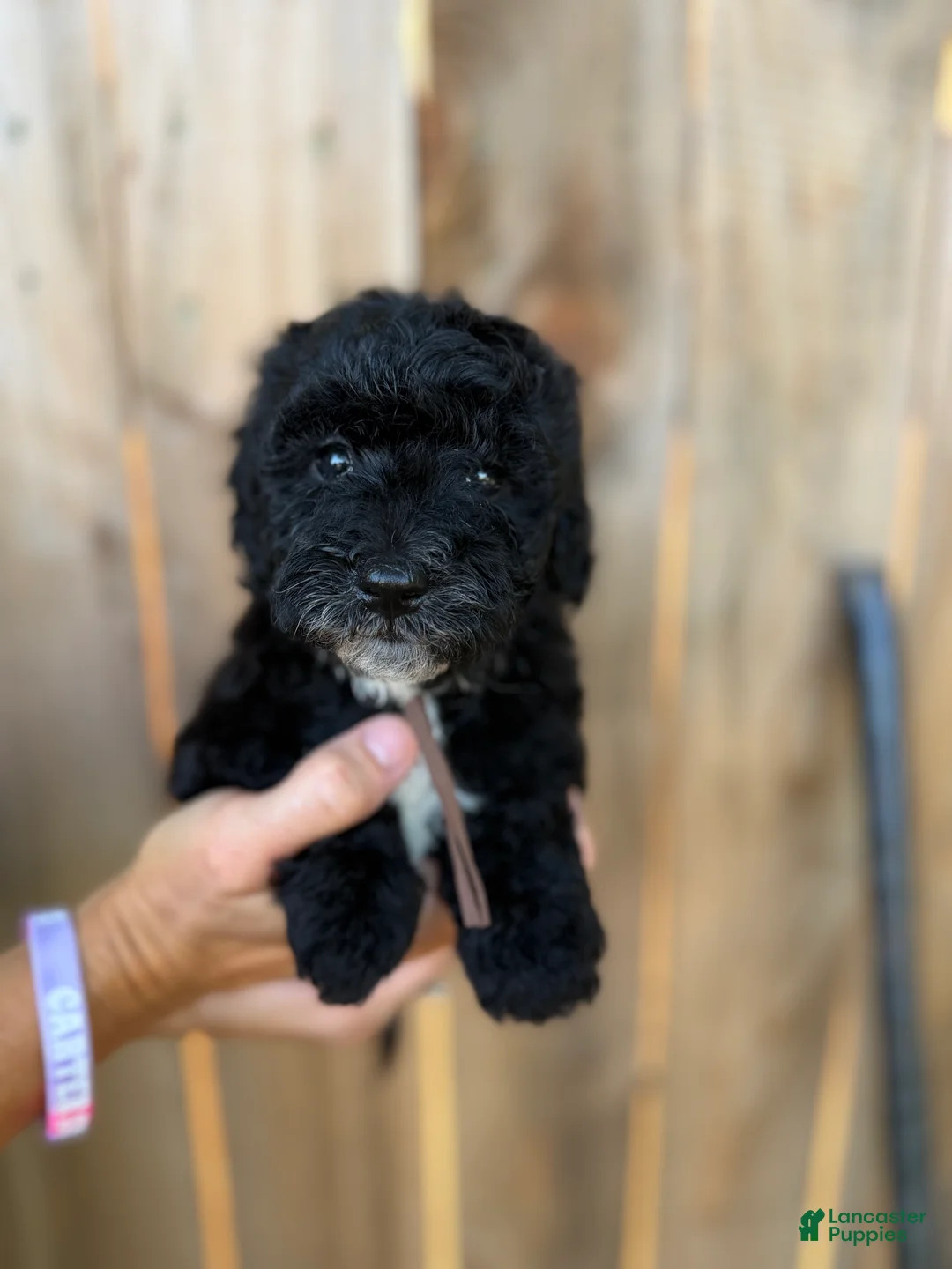 Mixed Breed dogs for sale: Mixed Breed 3 - Ad 1
