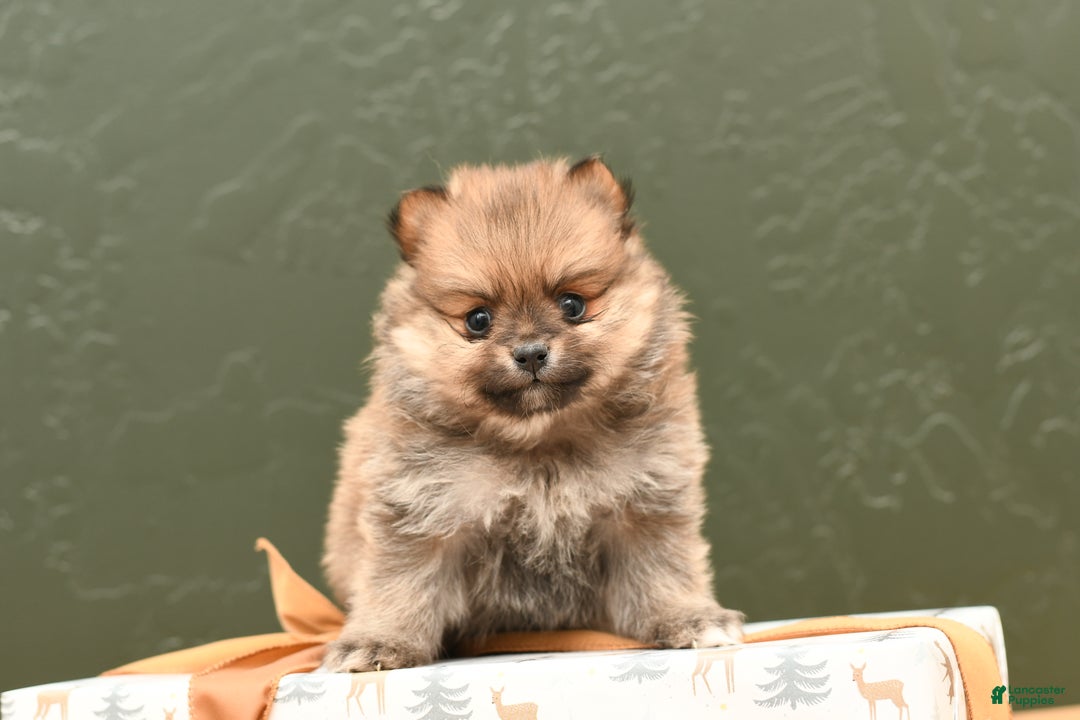 Pomeranian dogs for sale: Coco - Ad 5