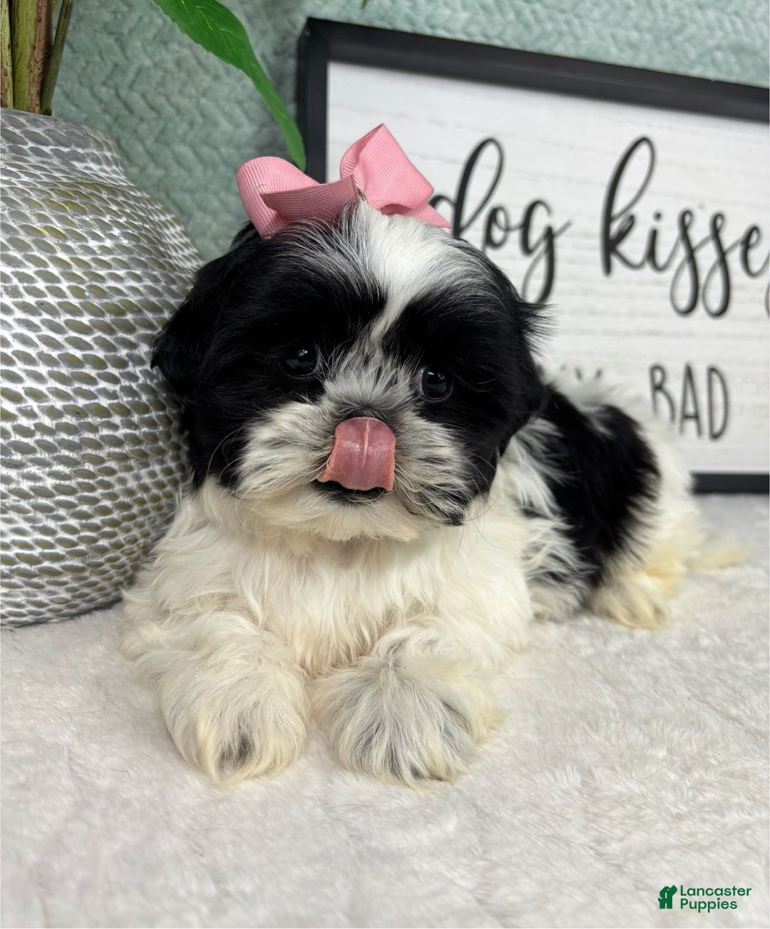 Shih Tzu dogs for sale: Sydney  - Ad 7
