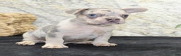 French Bulldog dogs for sale: Royal - Ad 3
