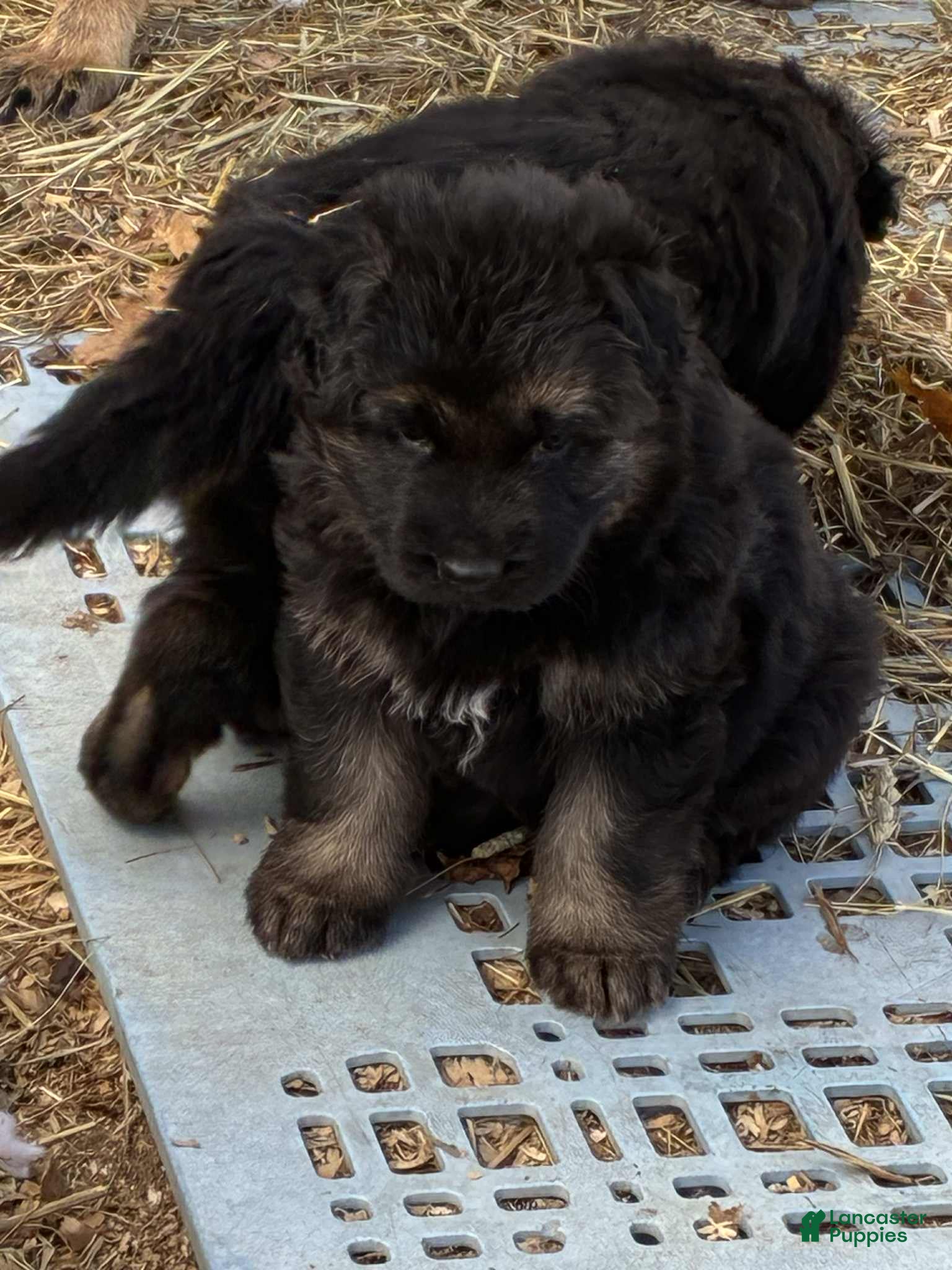 German Shepherd dogs German Shepherd Puppy 2 - Ad 7