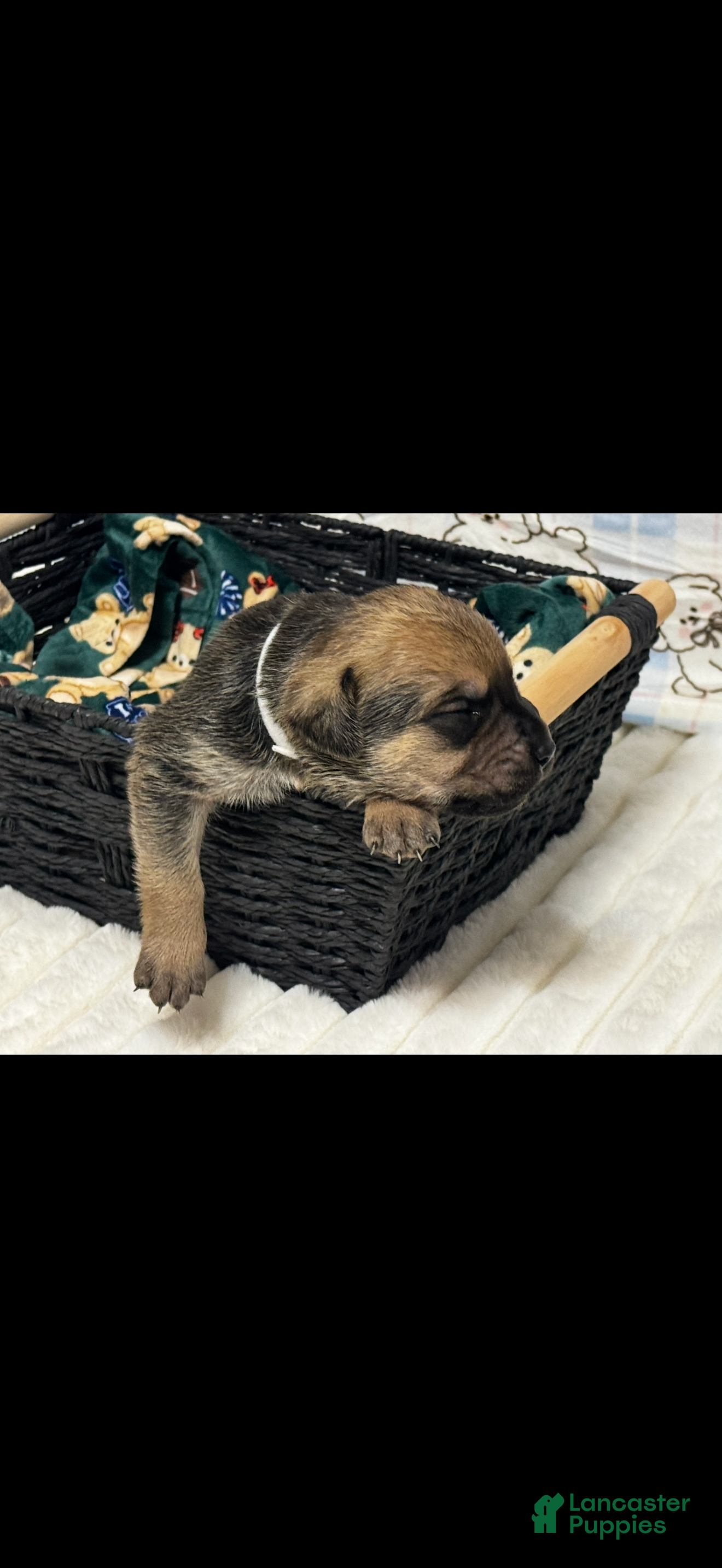Cane Corso dogs ted -white collar  - Ad 40