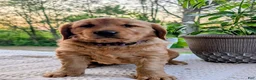 Golden Retriever dogs for sale: Daisy - Ad 2