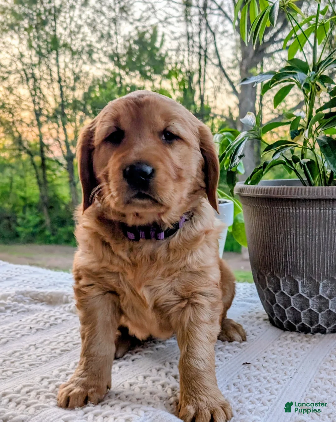 Golden Retriever dogs for sale: Daisy - Ad 2