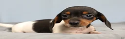 Miniature Dachshund dogs for sale: Rhett 🏈 - Ad 7