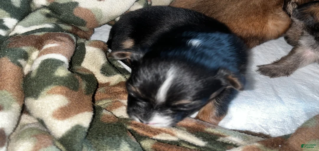 Gallery Image {{count}}