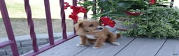 Cavapoo dogs for sale: Caramel - Ad 23