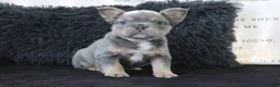 French Bulldog dogs for sale: Jasmine - Ad 3