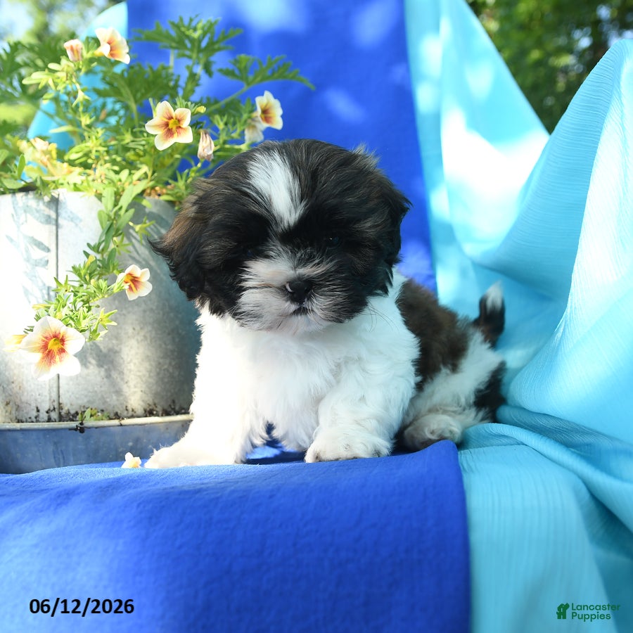 Shih Tzu dogs Conrad - Ad 1