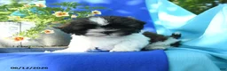 Shih Tzu dogs for sale: Conrad - Ad 1