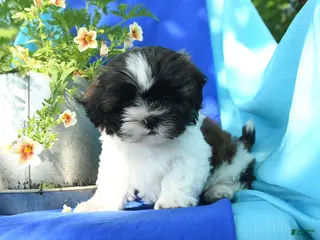 Shih Tzu dogs for sale: Conrad - Ad 4