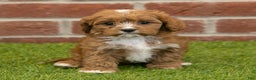 Cavapoo dogs for sale: Dusty - Ad 3