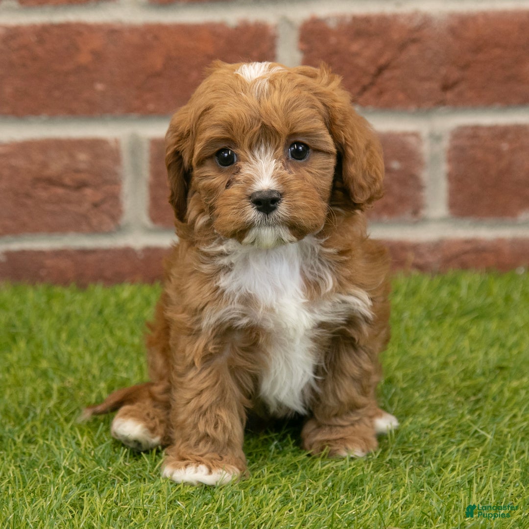 Cavapoo dogs for sale: Dusty - Ad 3