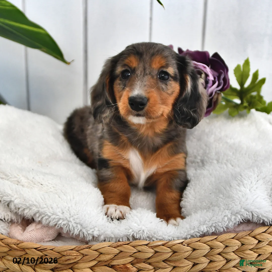 Miniature Dachshund dogs for sale: Lilac - Ad 1