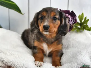 Miniature Dachshund dogs Lilac - Ad 40