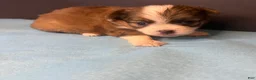 Chihuahua dogs for sale: Rocky - Ad 12
